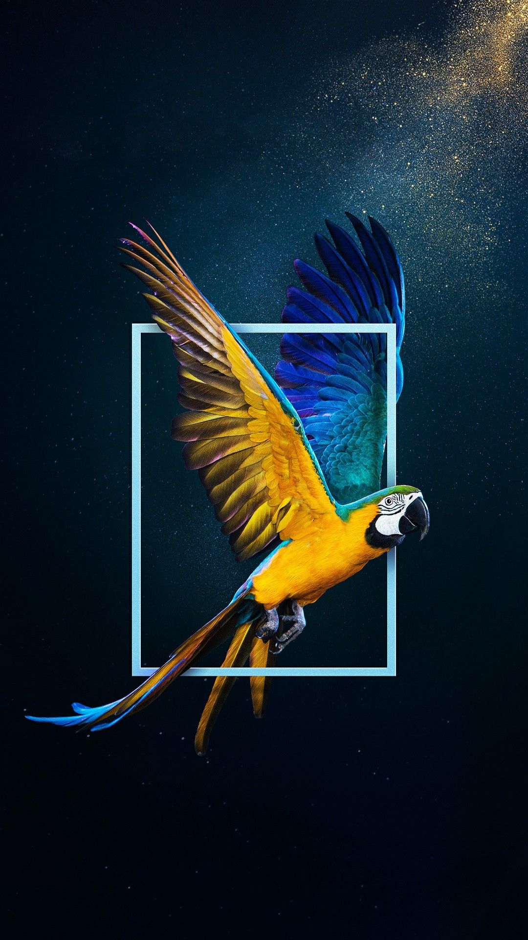 parrot_birds_HD